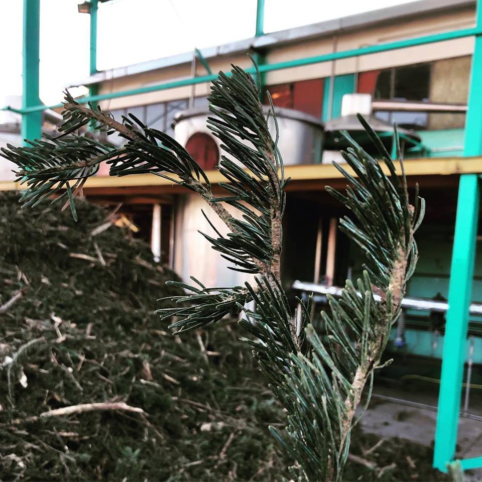 White Fir with a blurred background of a building and green metal structure.