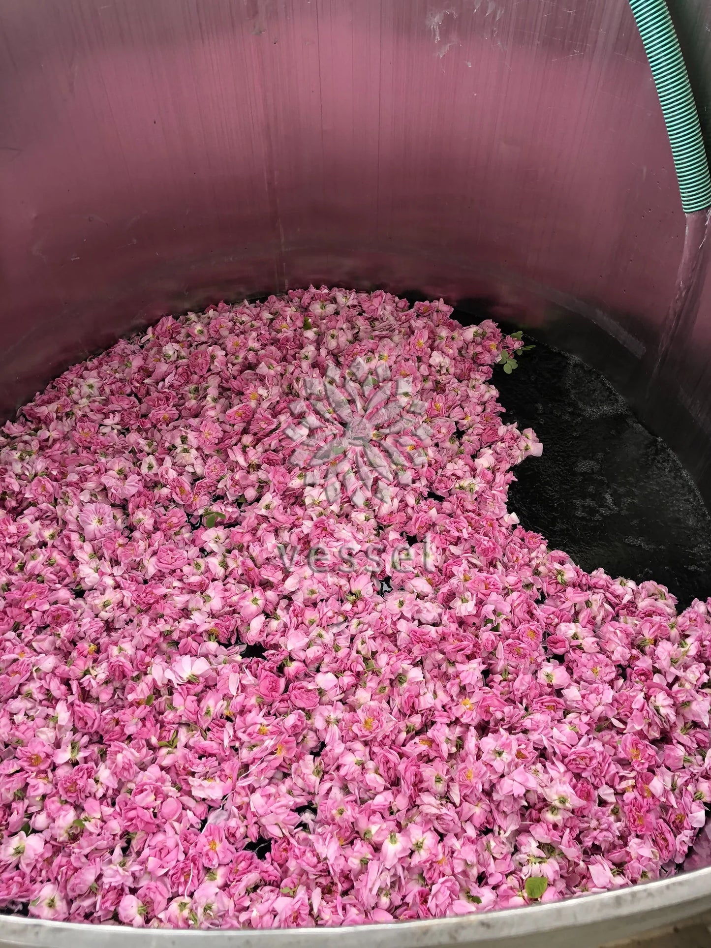 Pink roses in a large container with water
