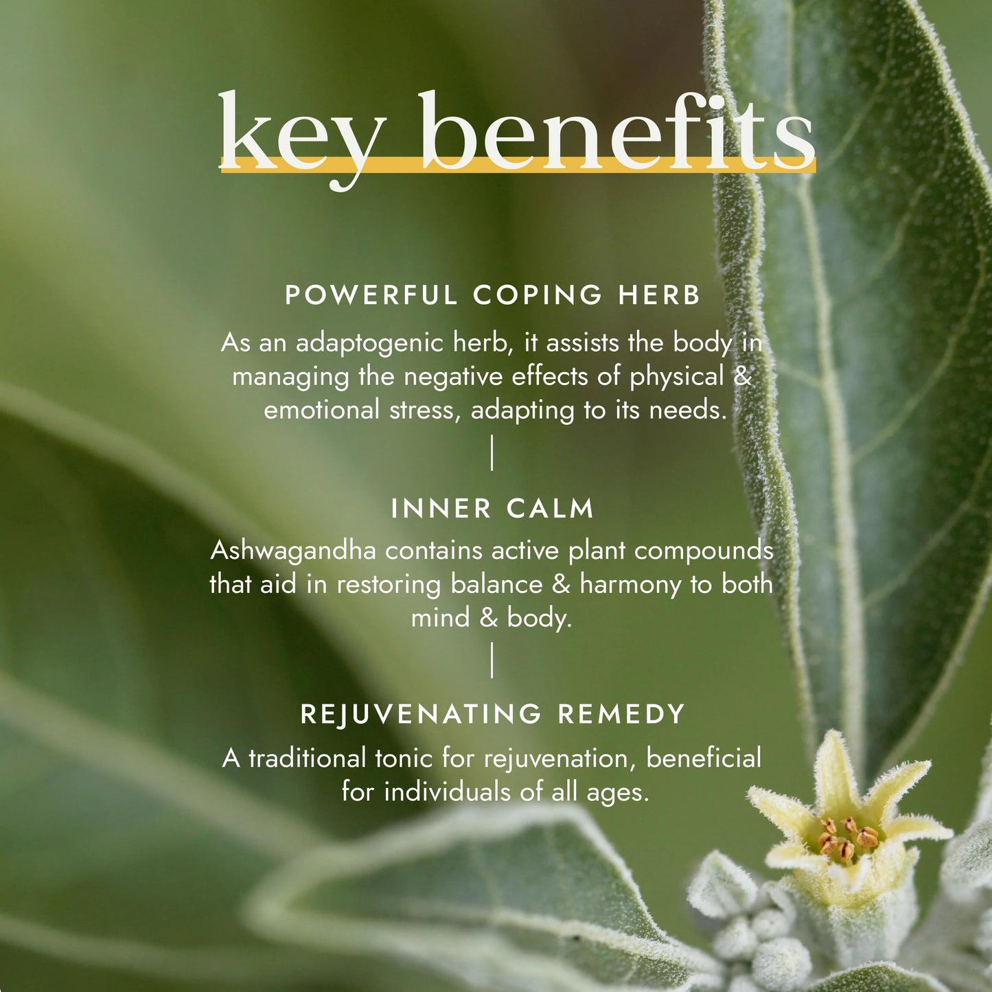 Organic Ashwagandha
