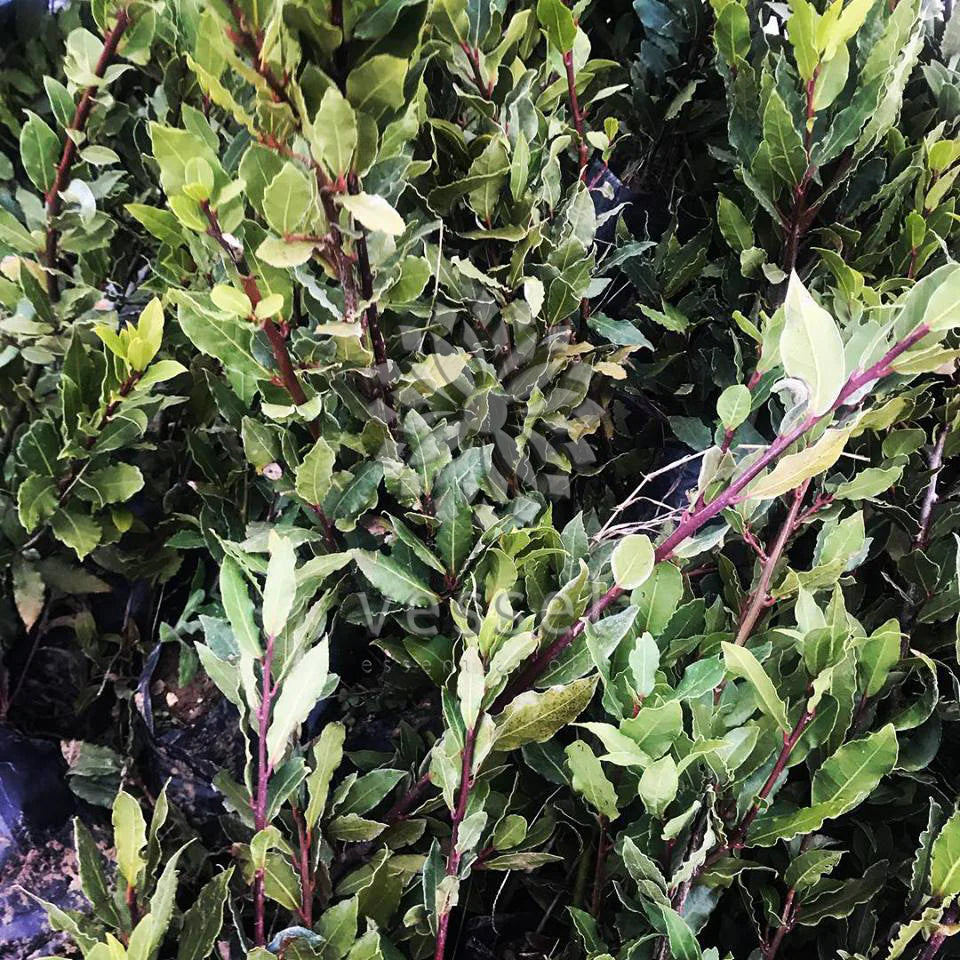 Close-up of laurel leaves with some purple stems