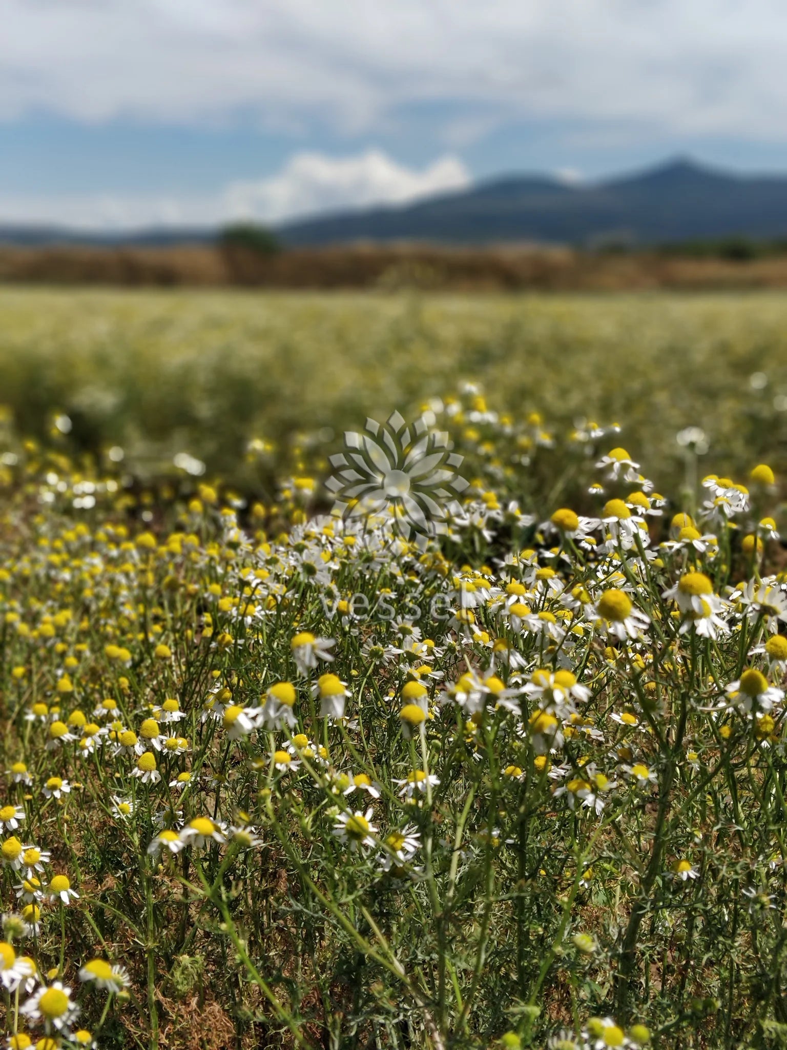 Field of chamomiles with mountains in the background