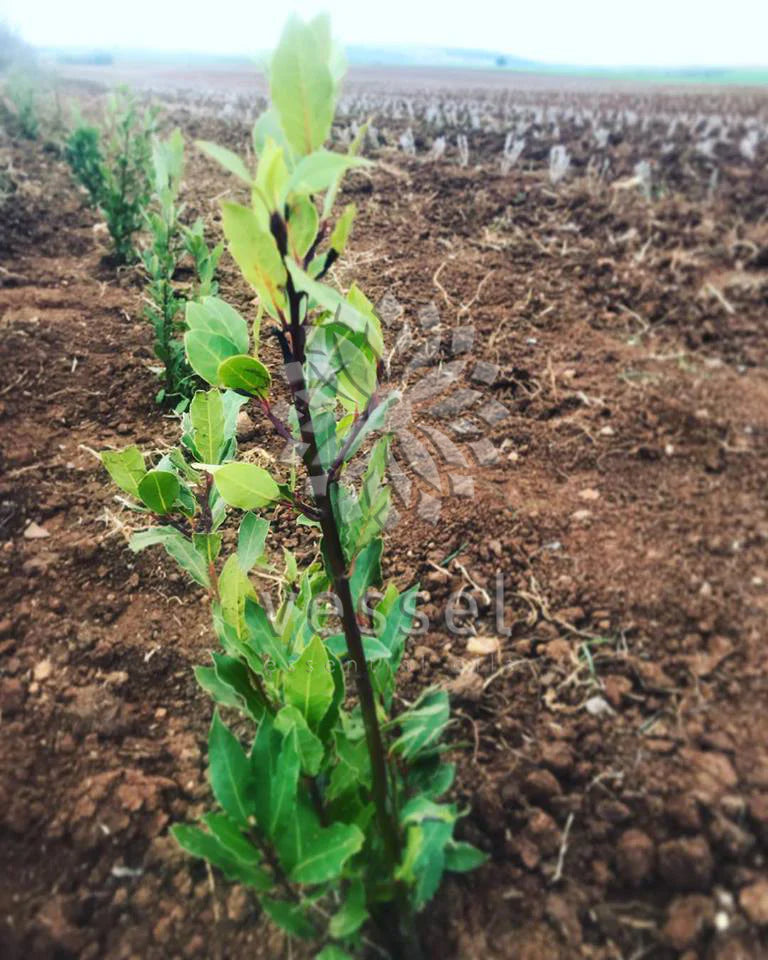 laurel sapling in a field with rows of similar saplings.