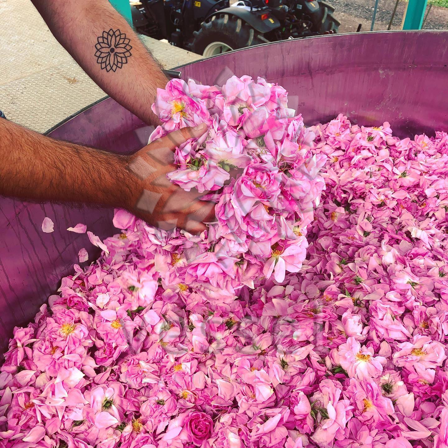 Person sorting pink roses in a large container with a blurred background