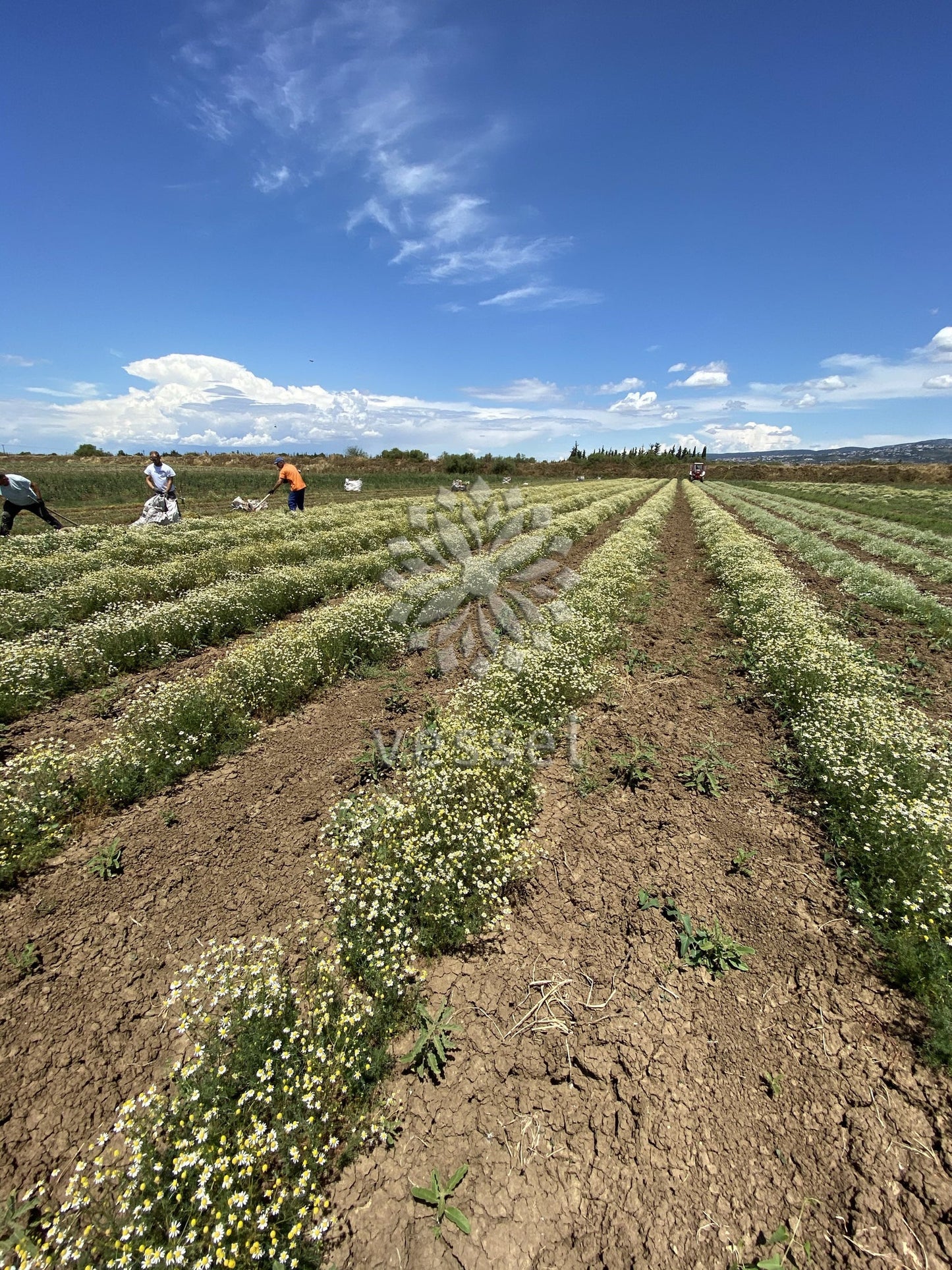Farmers working in a field with chamomile under a blue sky.