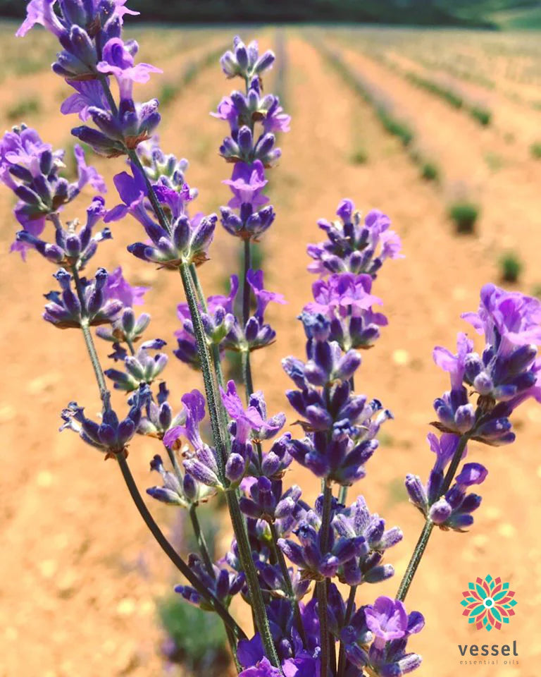 Close-up of lavender flowers with a blurred lavender field in the background
