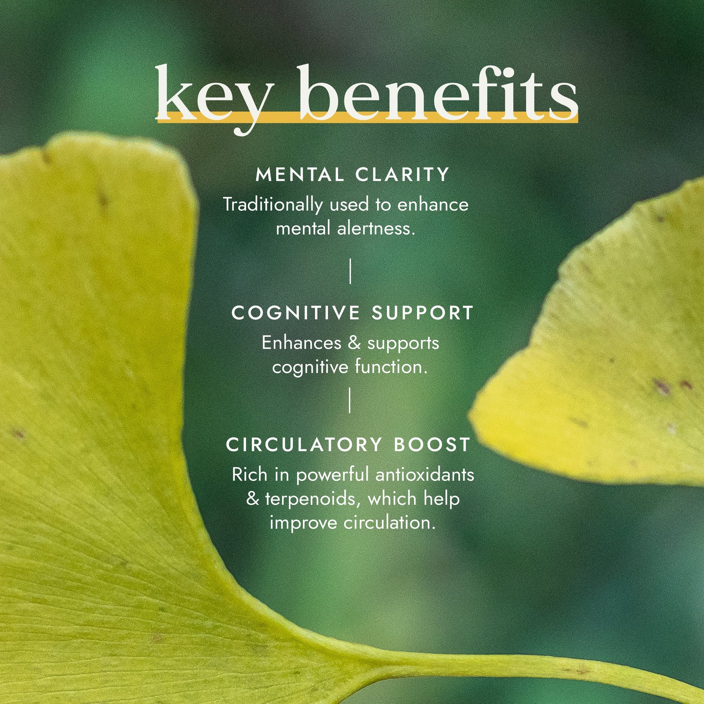 Organic Ginko Biloba