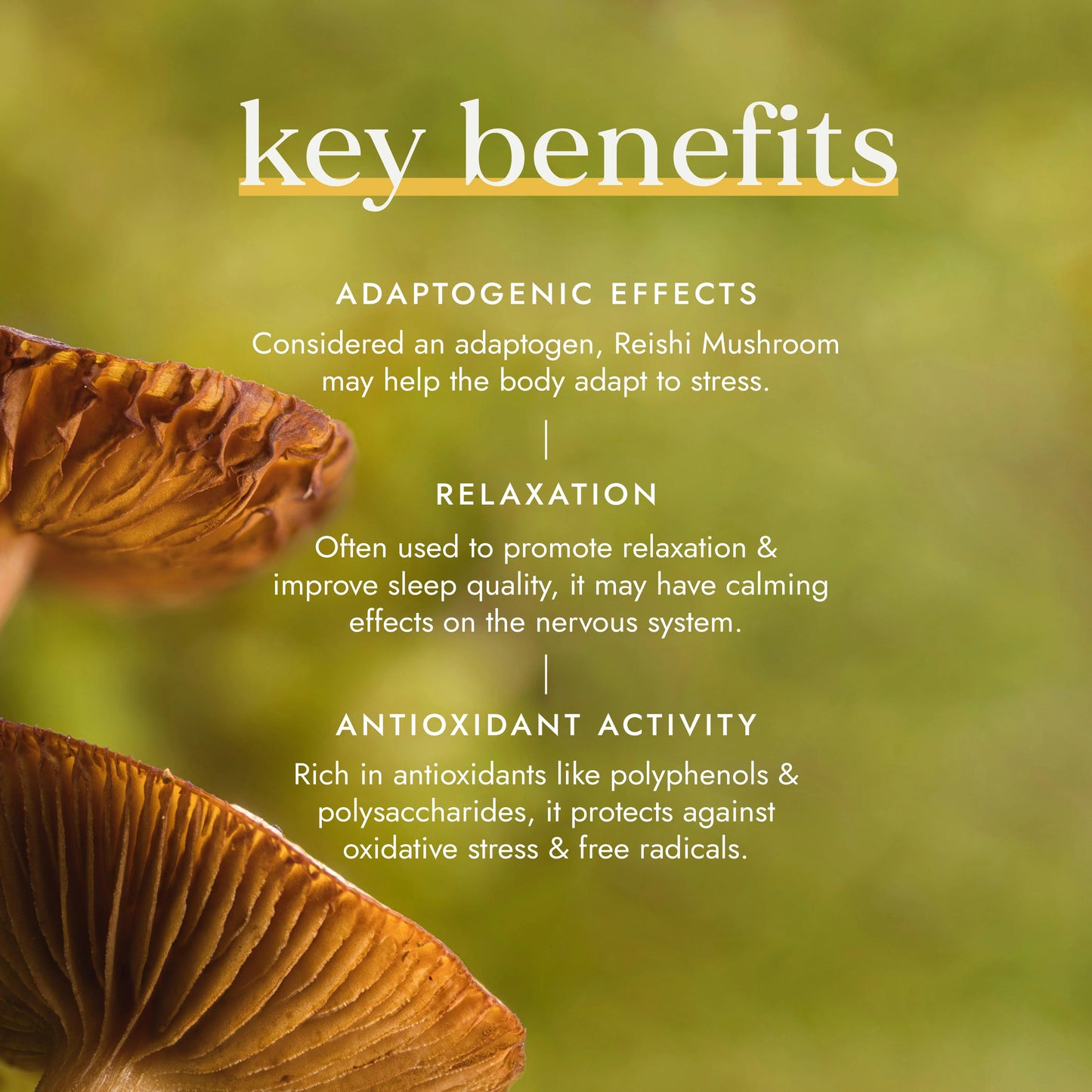 Organic Reishi Mushroom