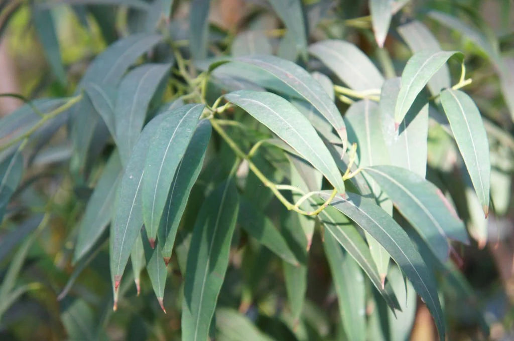 Close-up of eucalyptus leaves with a blurred background