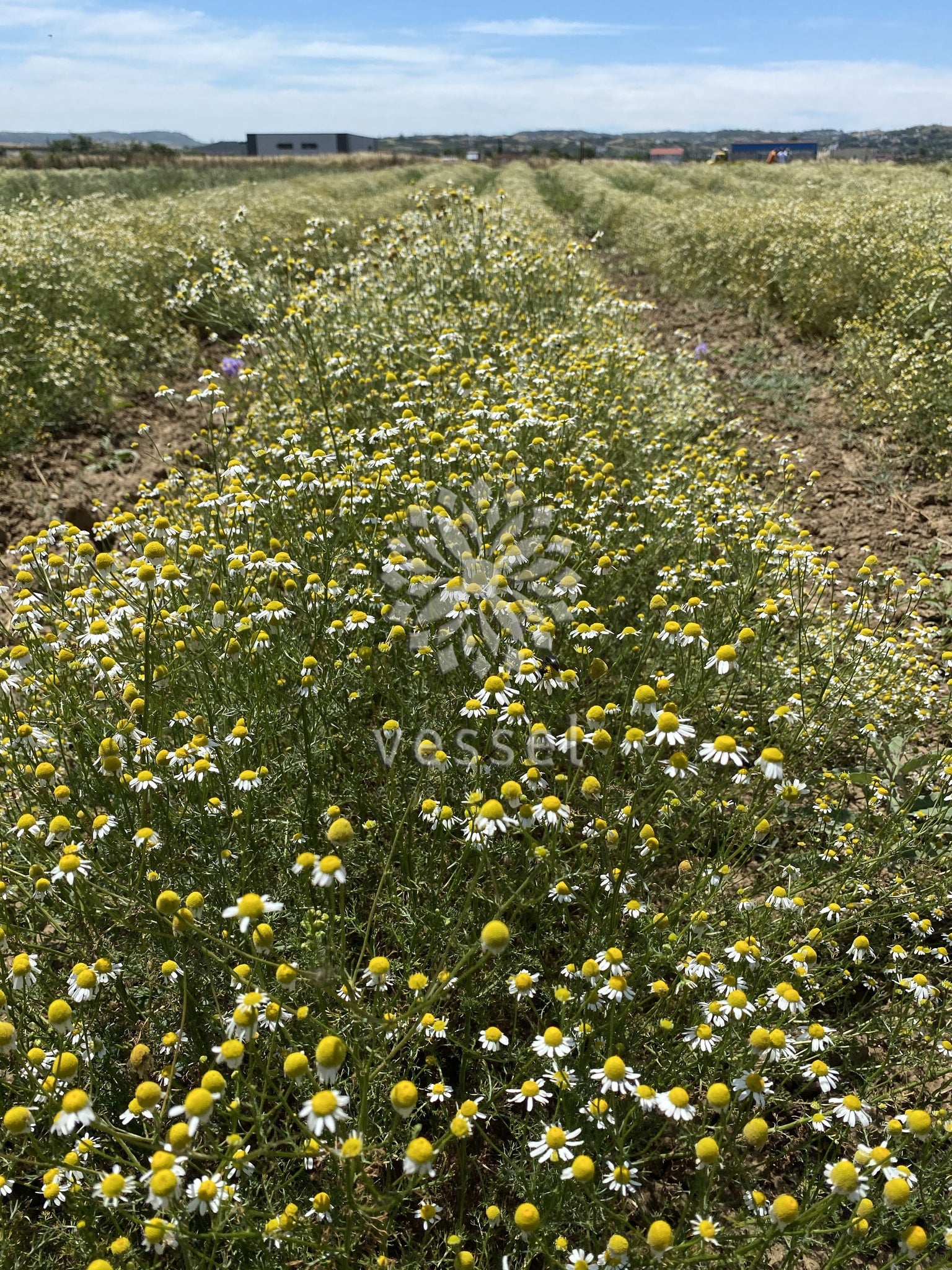 Field of chamomile with a clear sky above