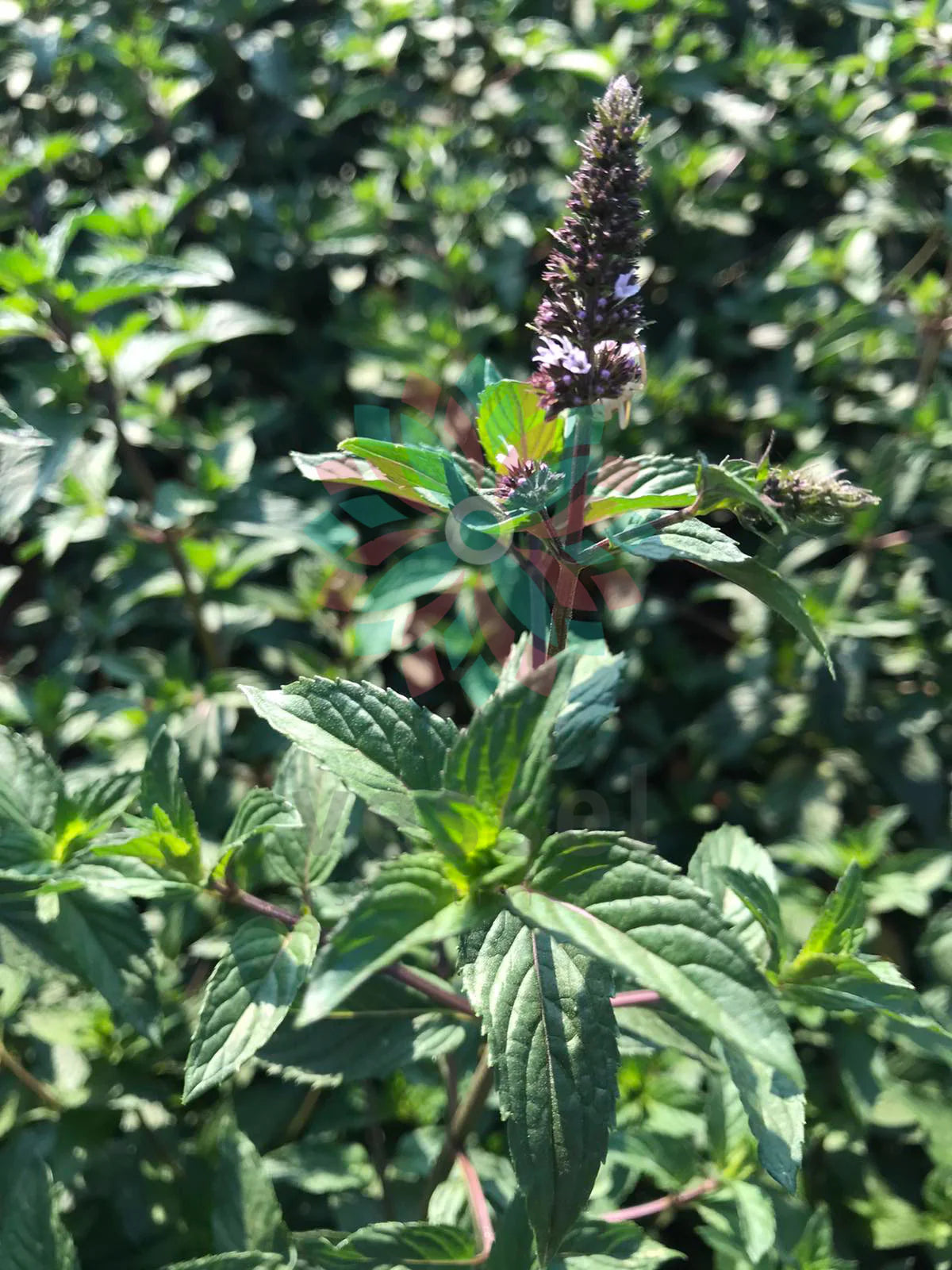 Greek Peppermint Organic Essential Oil | Cooling · Clarifying · Energising