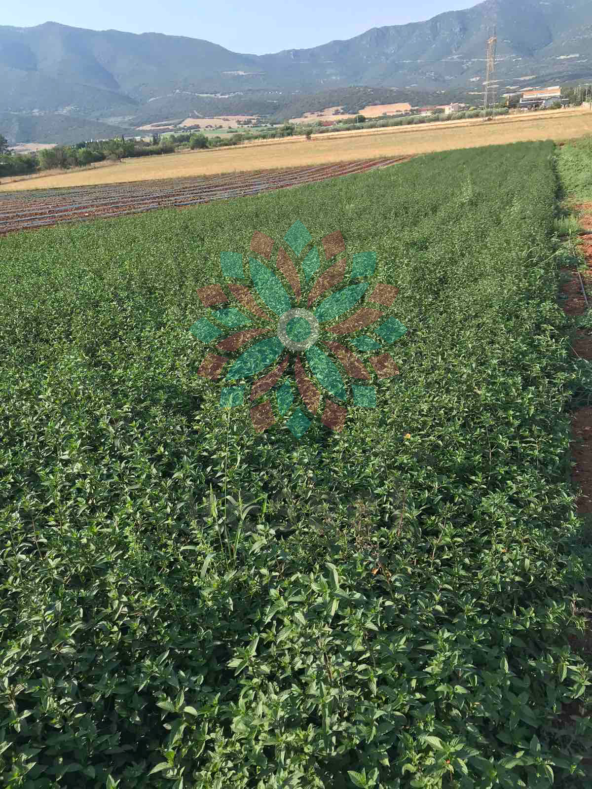 Aerial view of a peppermint field with mountains in the background.