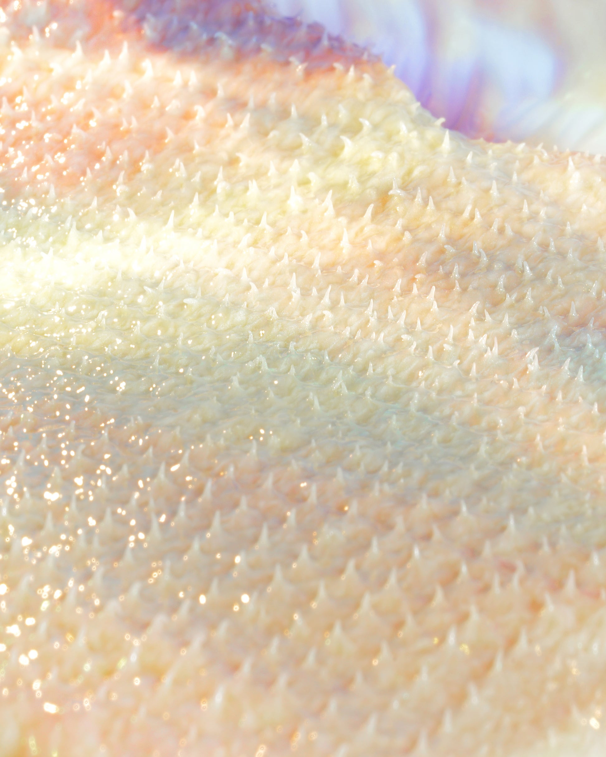 a close up of the texture of the ayuna need-le